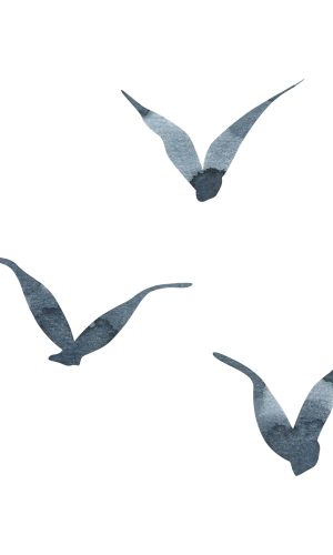 איור ציפורים